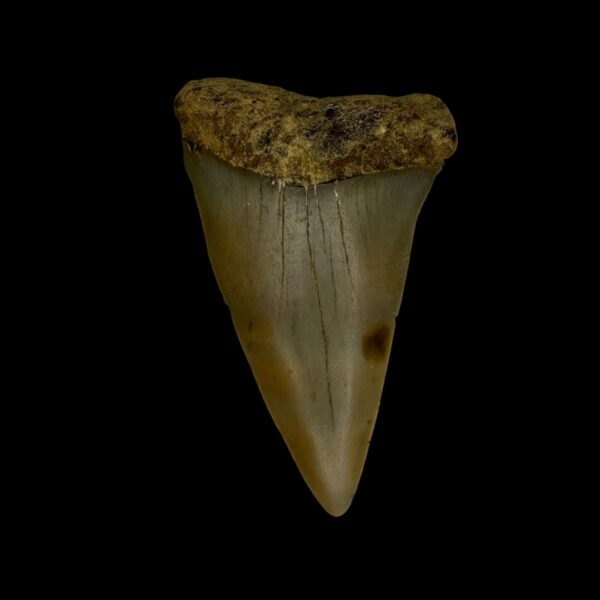 Fossil Mako Tooth 2.42"