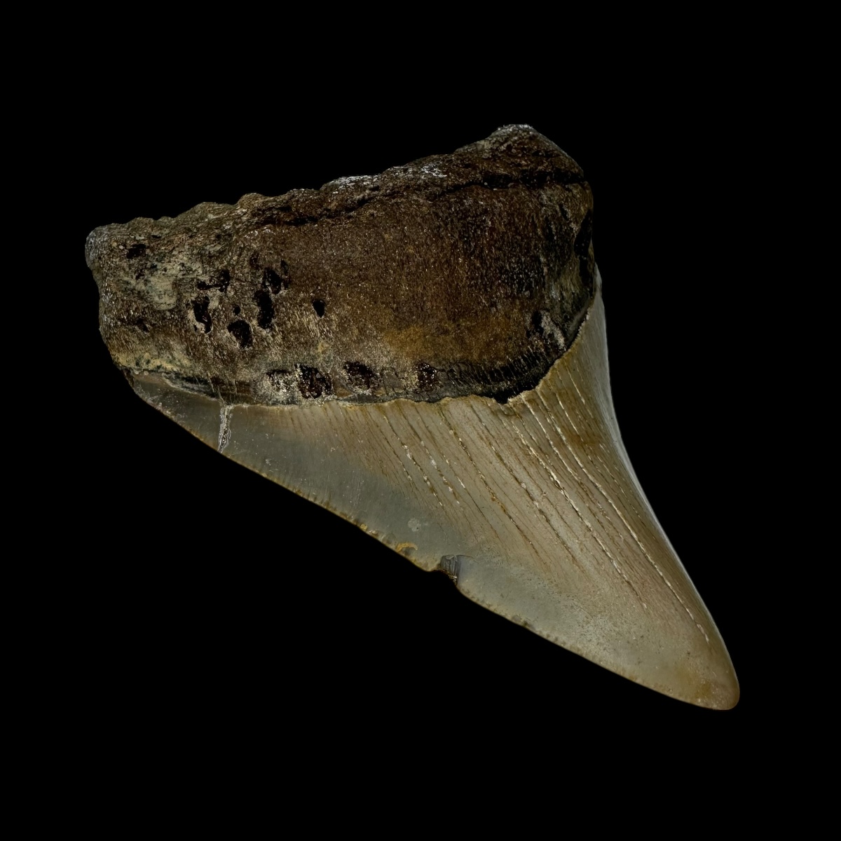 3.67" Megalodon Tooth Fossil - Image 4