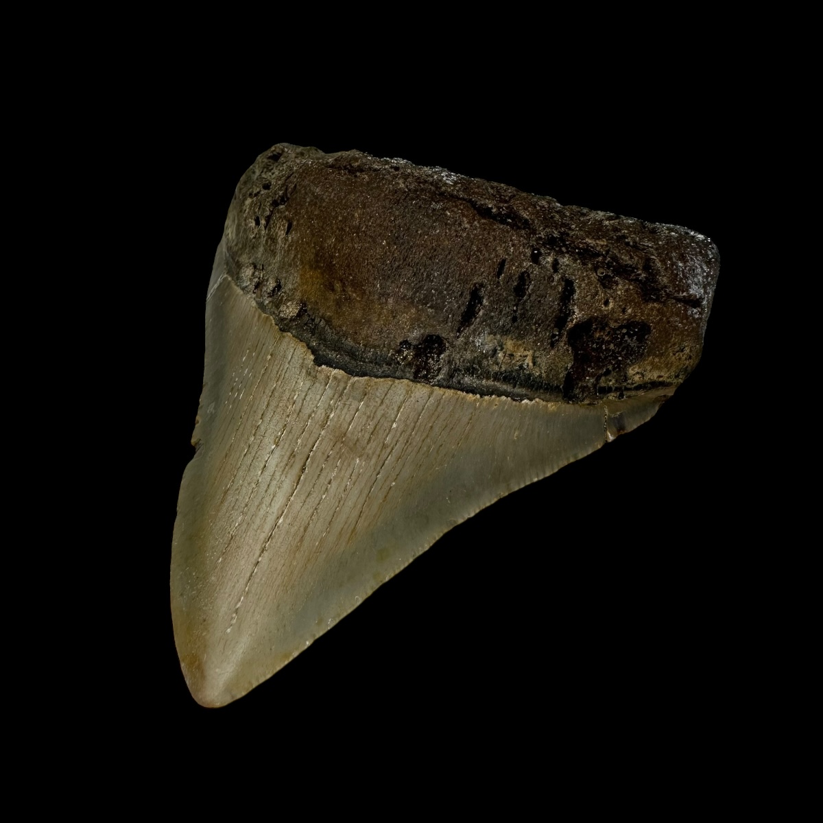 3.67" Megalodon Tooth Fossil - Image 3