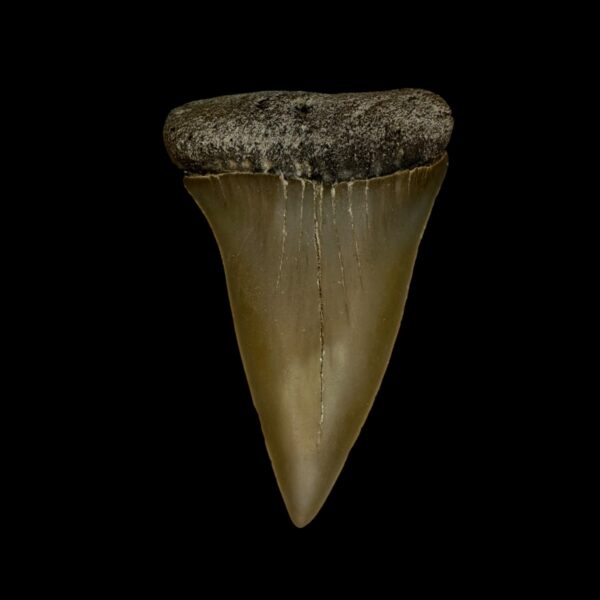 Fossil Mako Tooth 2.32"