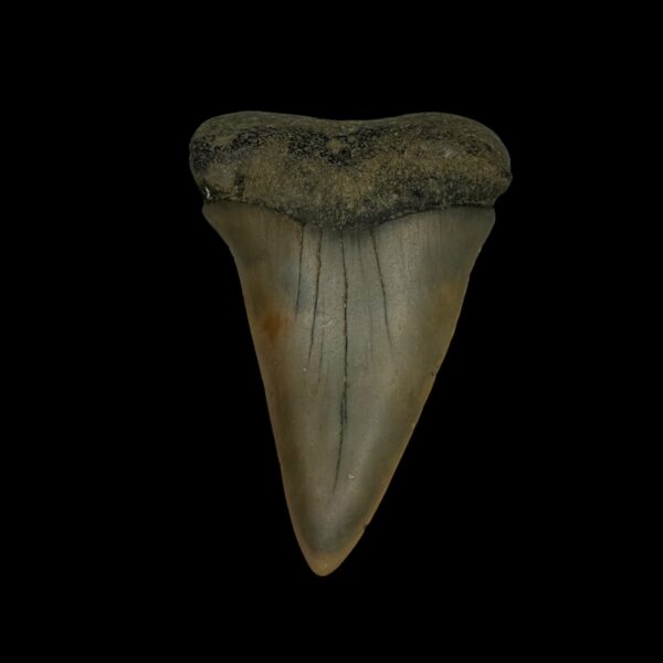Fossil Mako Tooth 2.18"