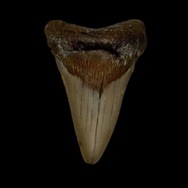 3.21" Megalodon Tooth Fossil