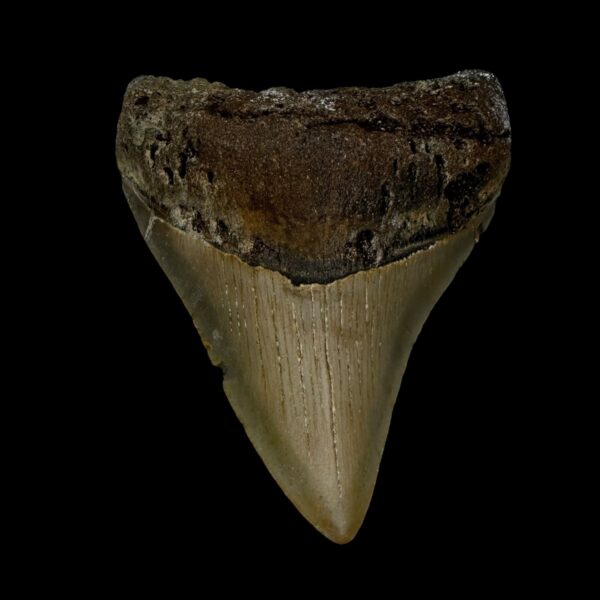 3.67" Megalodon Tooth Fossil