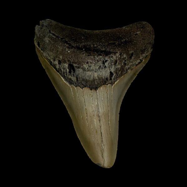 3.28" Megalodon Tooth Fossil