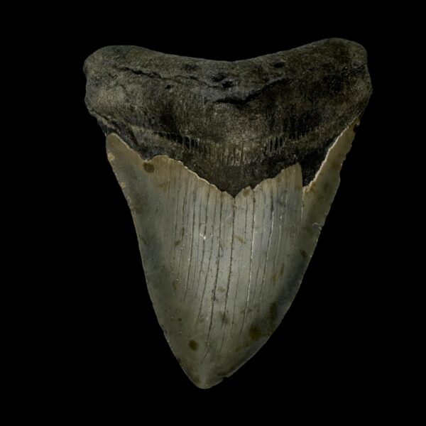 3.61" Megalodon Tooth Fossil