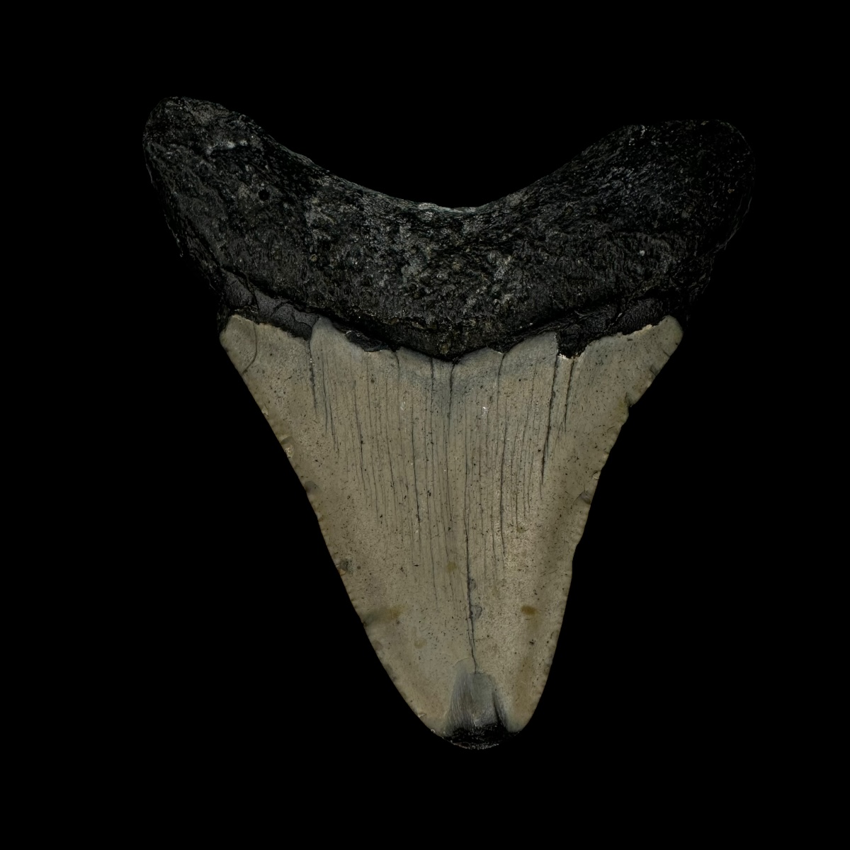 3.32" Megalodon Tooth Fossil - Image 2