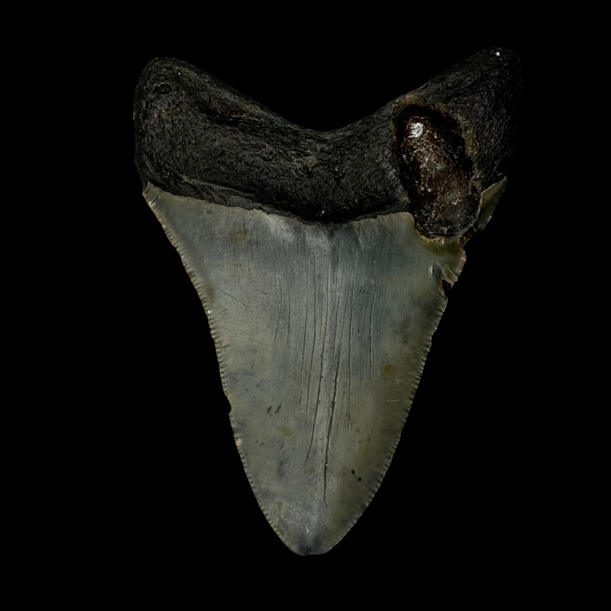 3.75" Megalodon Tooth Fossil - Image 2