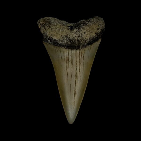 Fossil Mako Tooth 2.57"