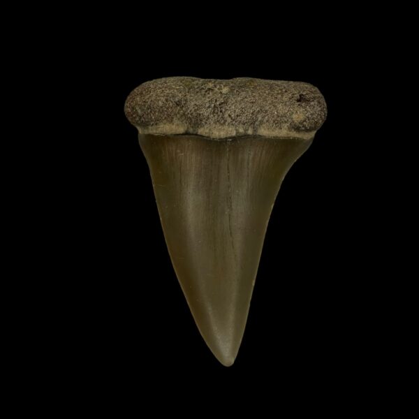 Fossil Mako Tooth 2.13"