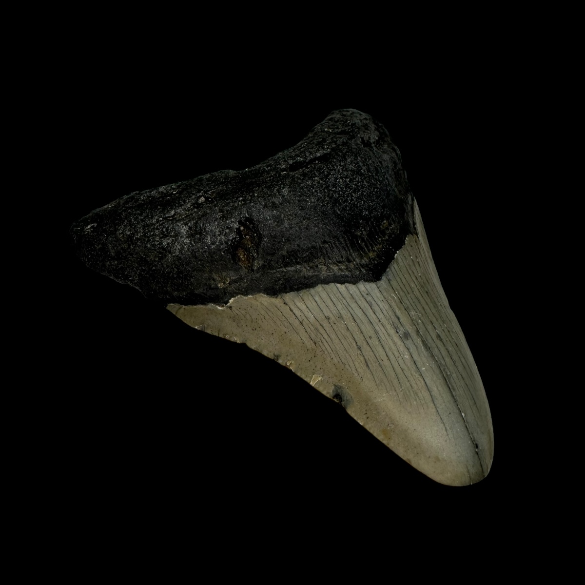 3.32" Megalodon Tooth Fossil - Image 4