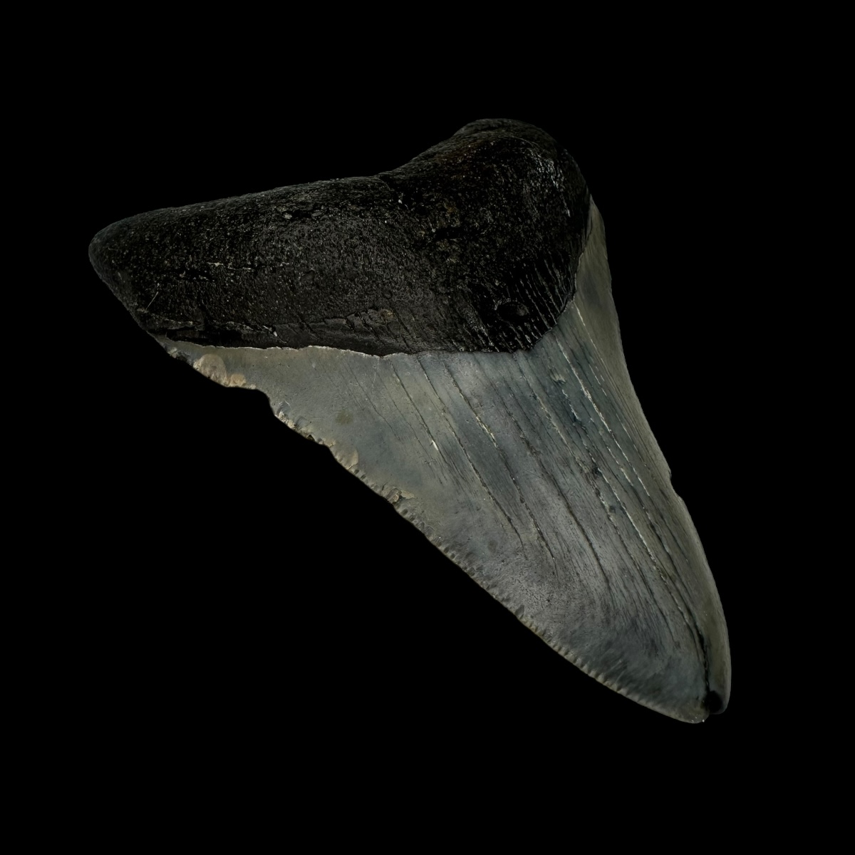 3.75" Megalodon Tooth Fossil - Image 4