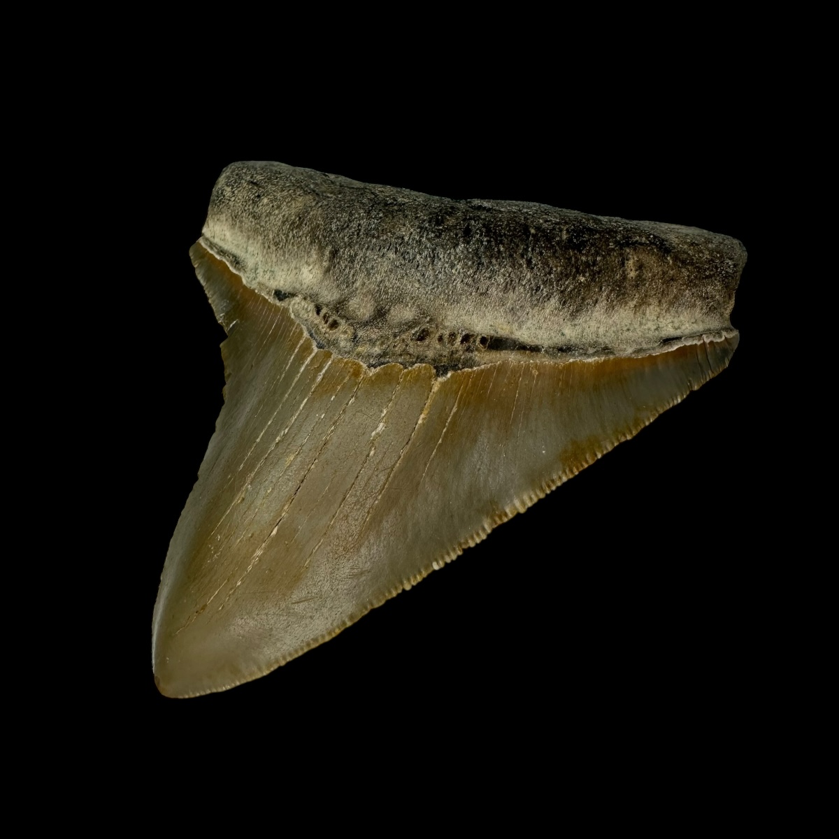 Megalodon Tooth Colors