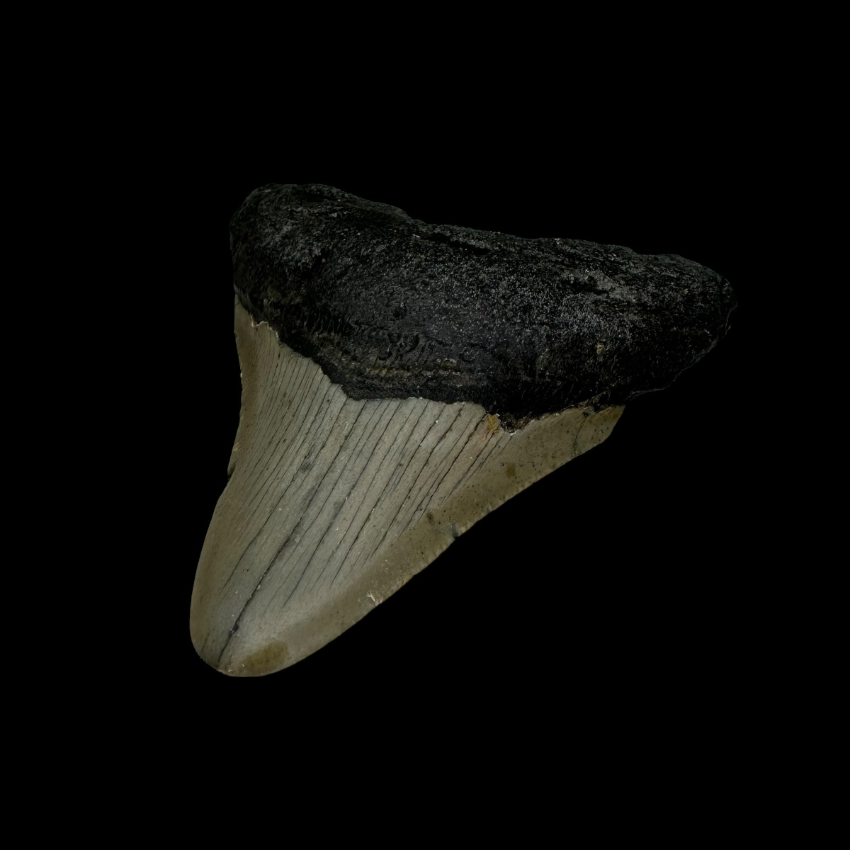 3.32" Megalodon Tooth Fossil - Image 3
