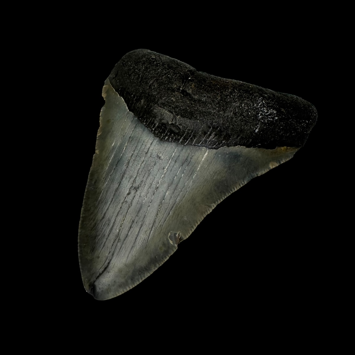3.75" Megalodon Tooth Fossil - Image 3