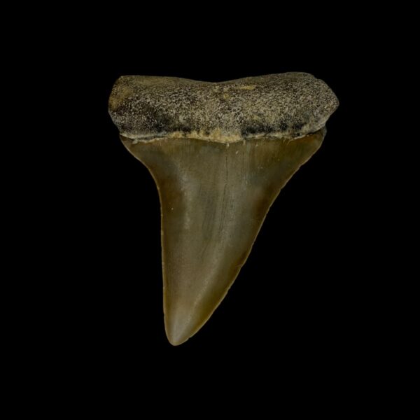 Fossil Mako Tooth 2.21"