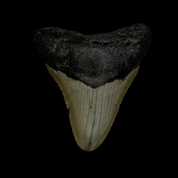 3.32" Megalodon Tooth Fossil