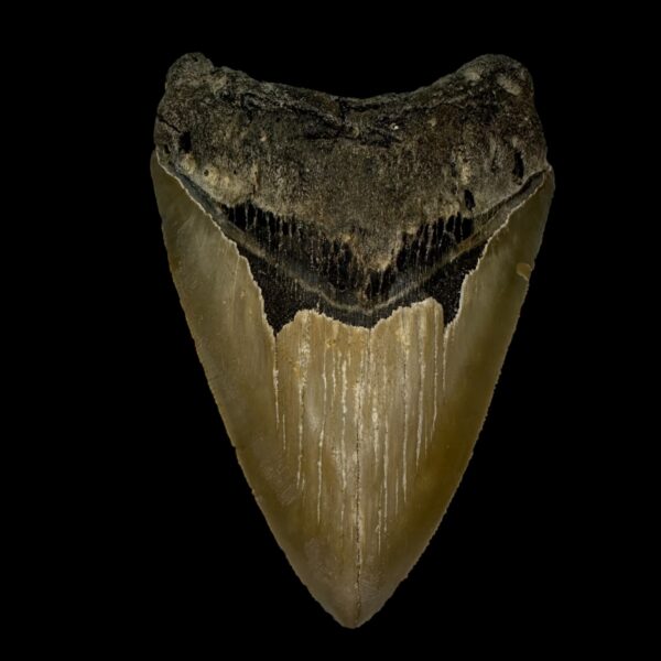 4.30" Megalodon Tooth Fossil