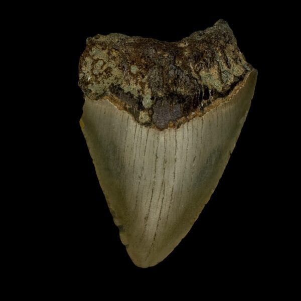 3.65" Megalodon Tooth Fossil
