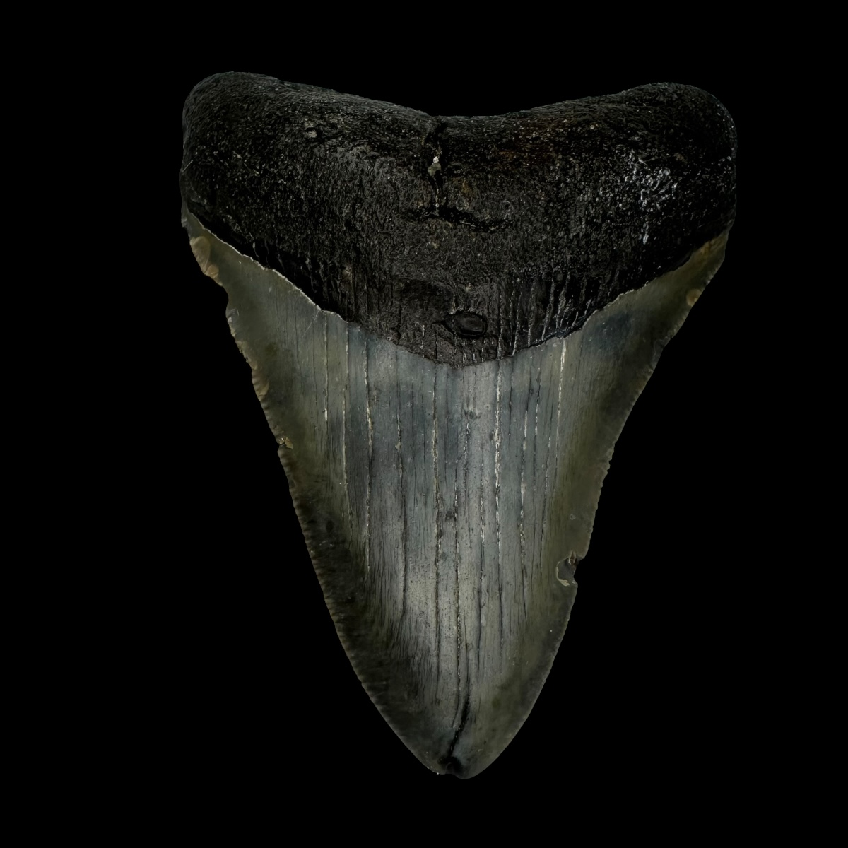 3.75" Megalodon Tooth Fossil