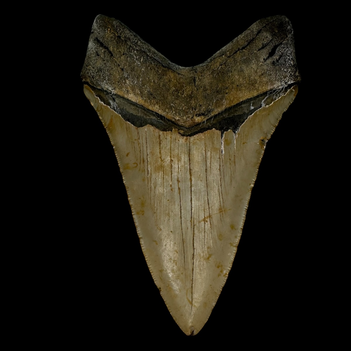 5.22" Megalodon Tooth Fossil - Image 2