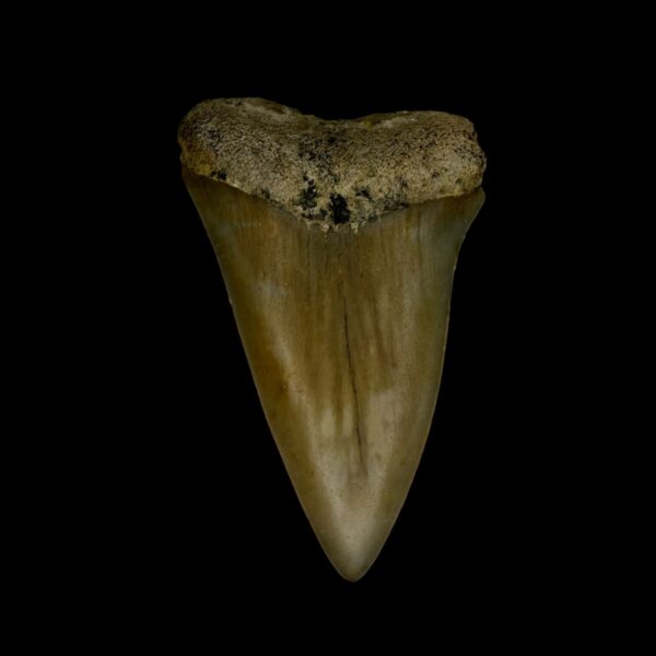 Fossil Mako Tooth 2.37"