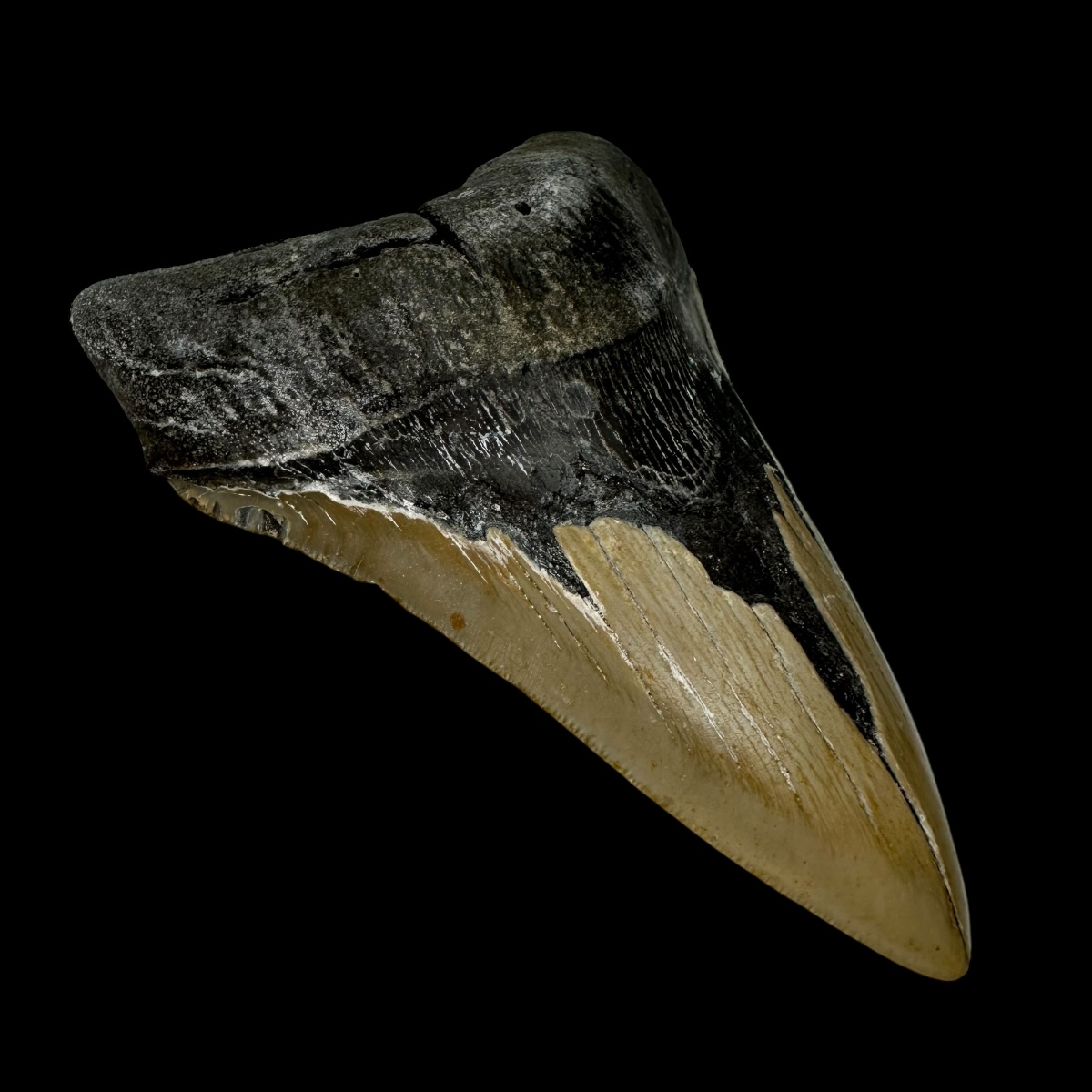 5.22" Megalodon Tooth Fossil - Image 4
