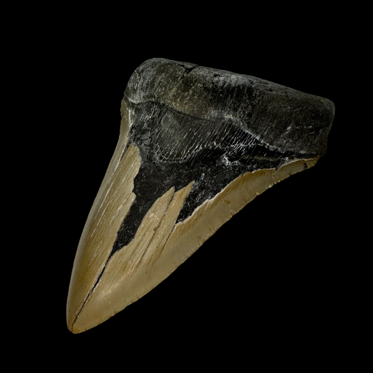 5.22" Megalodon Tooth Fossil - Image 3