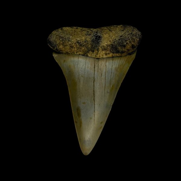 Fossil Mako Tooth 2.38"