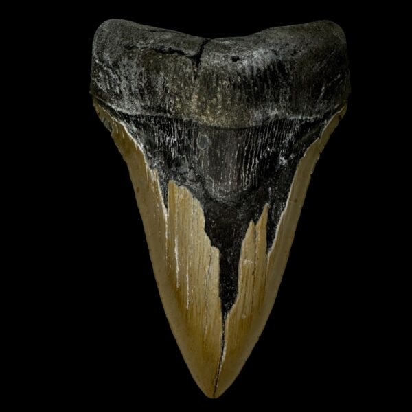 5.22" Megalodon Tooth Fossil