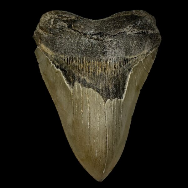 4.92" Megalodon Tooth Fossil