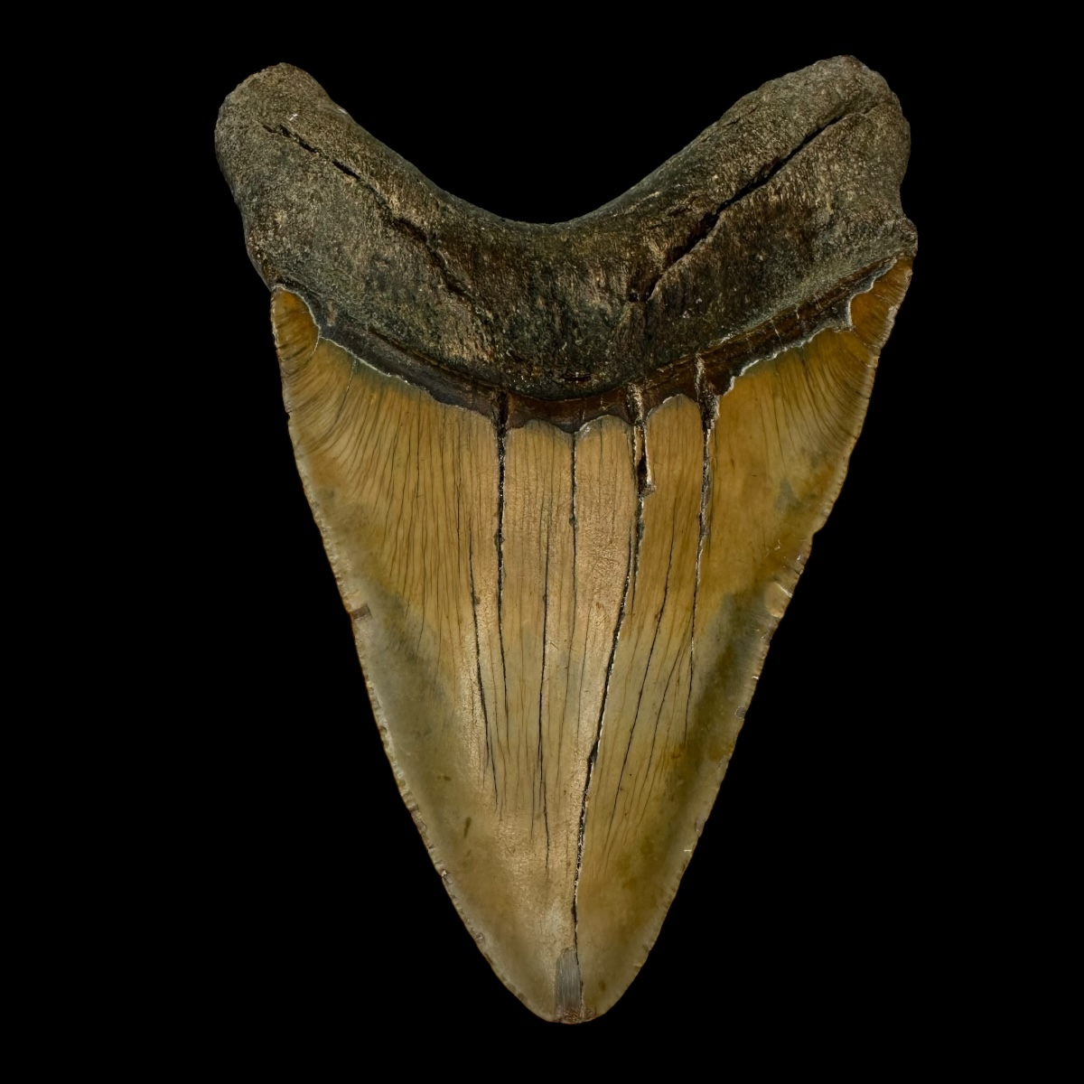 Megalodon Shark Tooth 5.15" - Image 2
