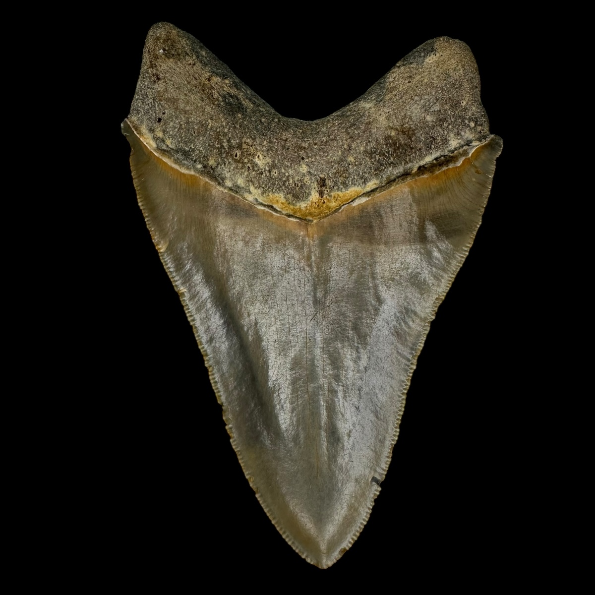 4.62" Serrated Megalodon Tooth Fossil - Image 2