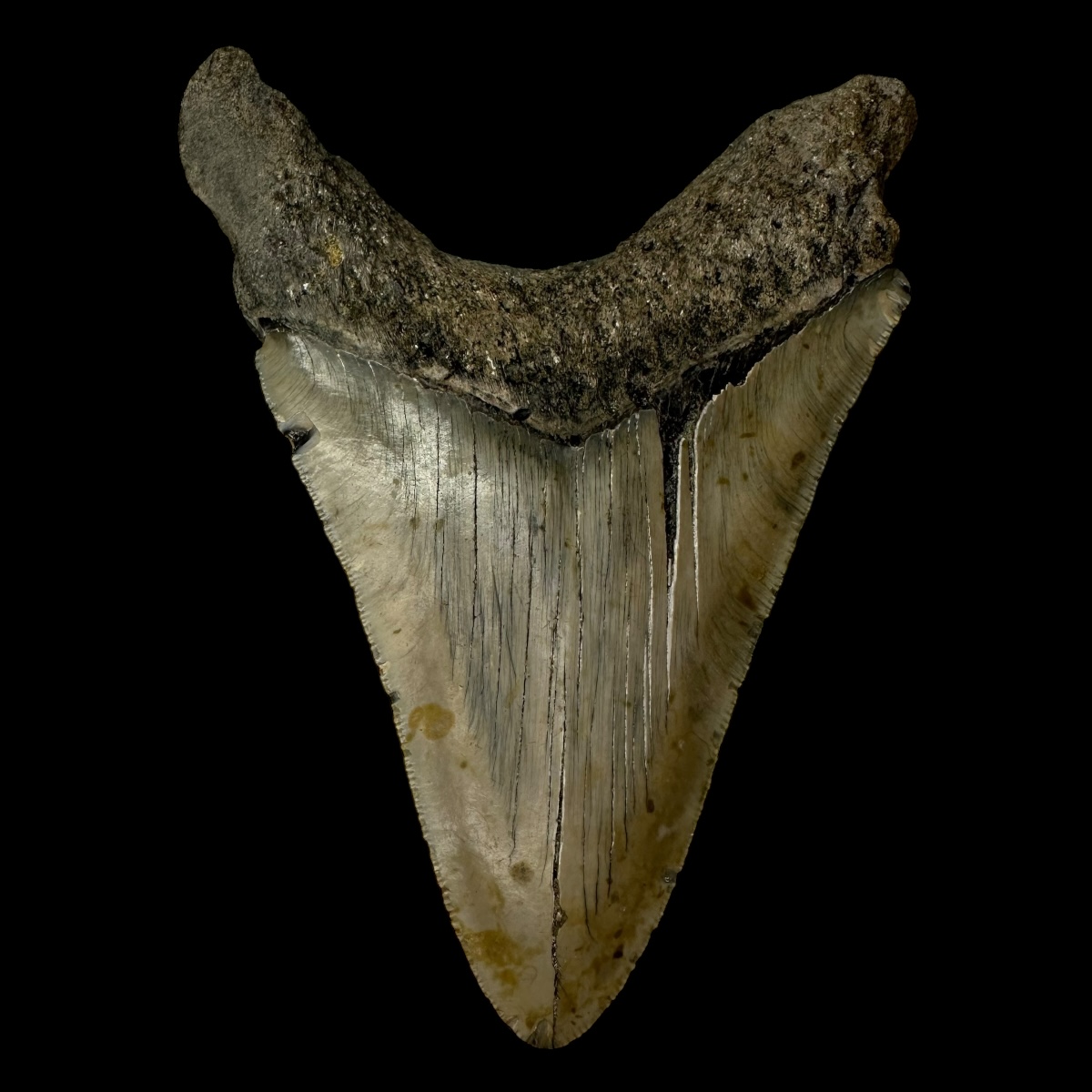 5.19" Megalodon Tooth Fossil - Image 2