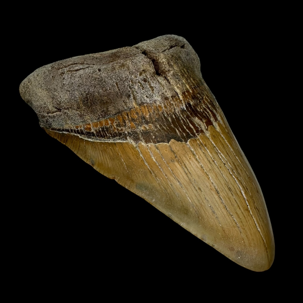 Megalodon Shark Tooth 5.15" - Image 4