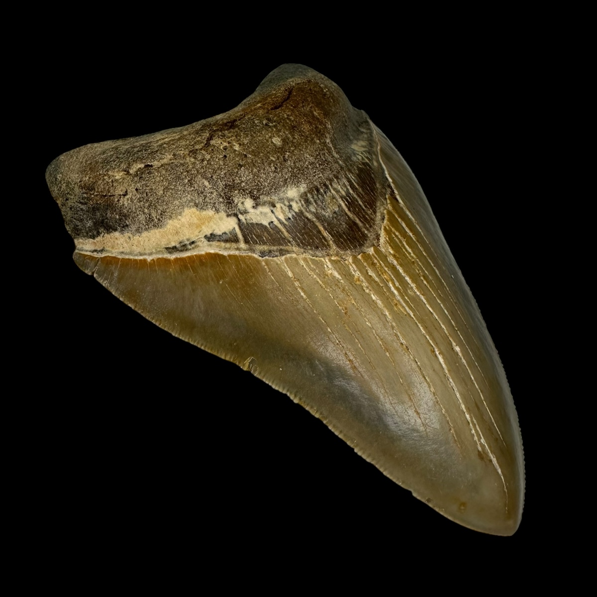 4.62" Serrated Megalodon Tooth Fossil - Image 4