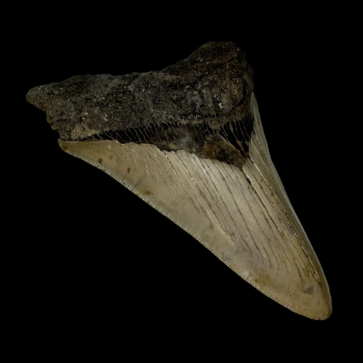 5.19" Megalodon Tooth Fossil - Image 4