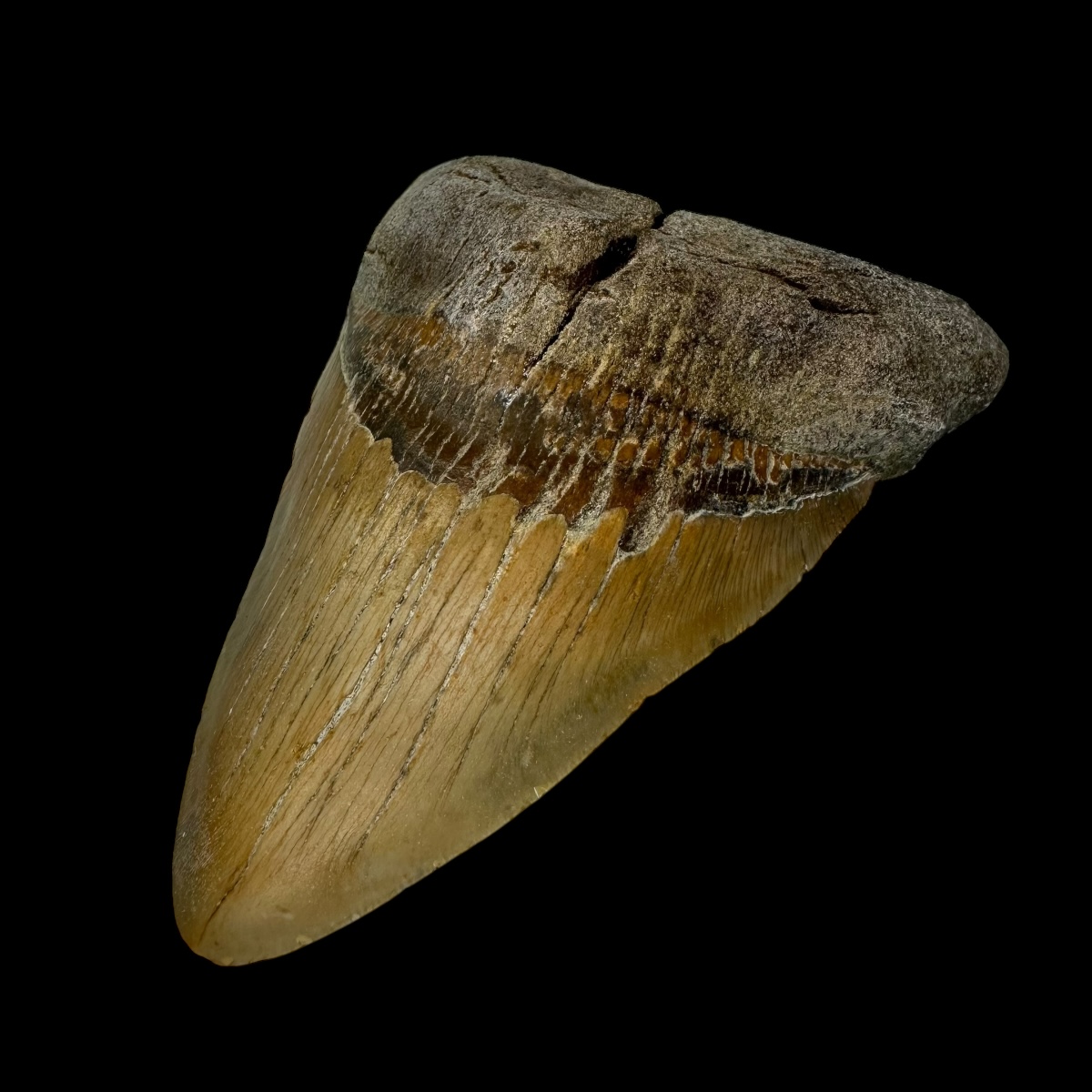 Megalodon Shark Tooth 5.15" - Image 3