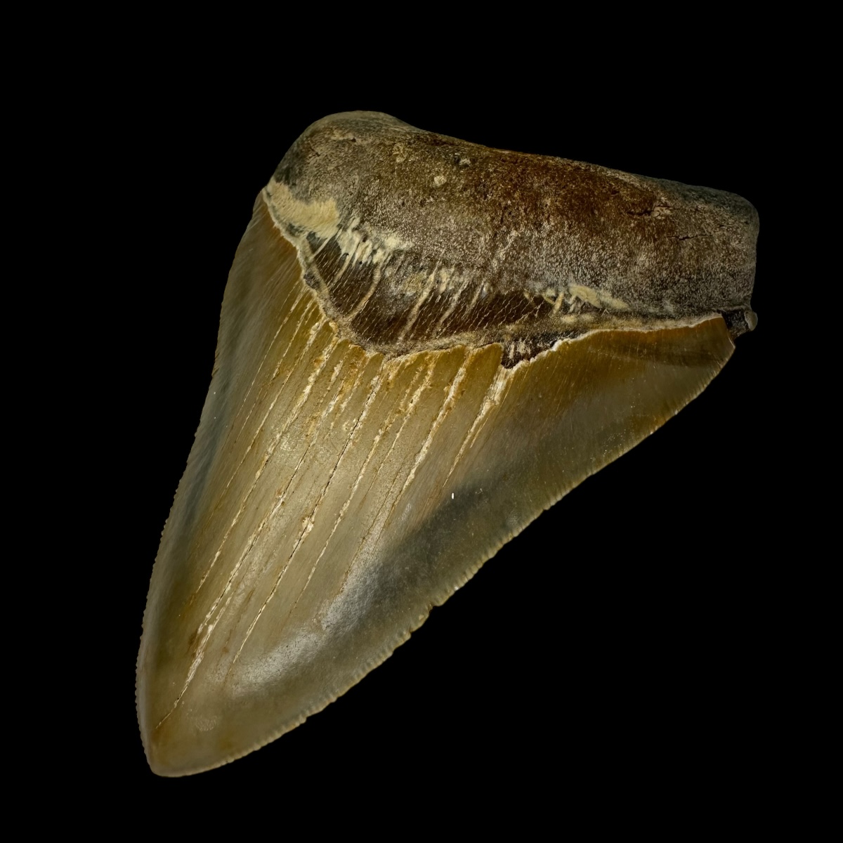 4.62" Serrated Megalodon Tooth Fossil - Image 3