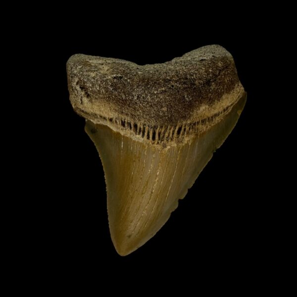 3.00" Megalodon Tooth Fossil
