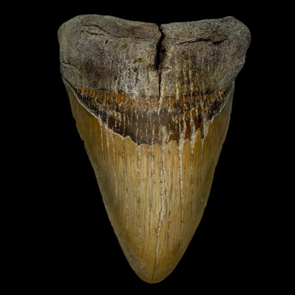 Megalodon Shark Tooth 5.15"