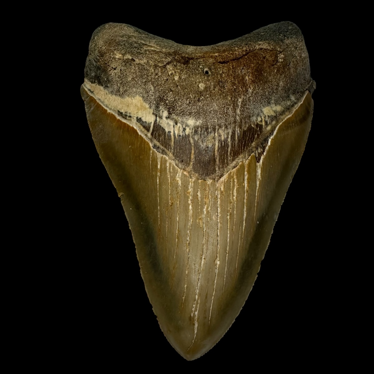 4.62" Serrated Megalodon Tooth Fossil