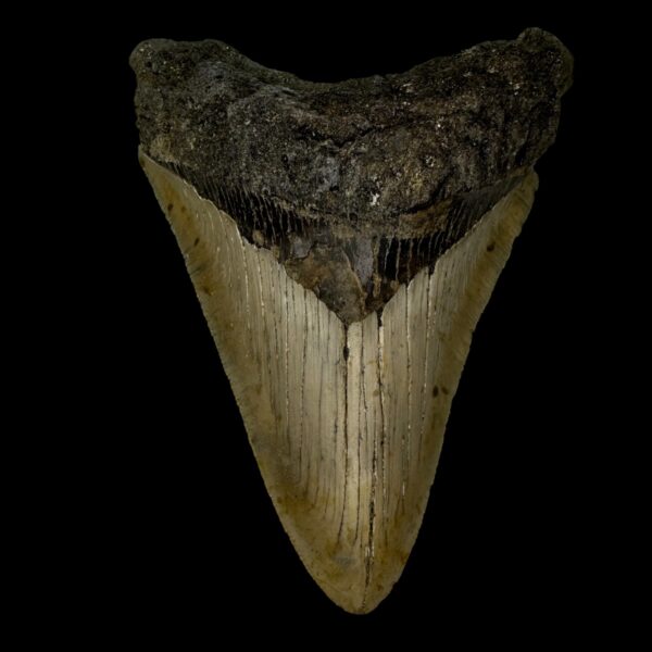 5.19" Megalodon Tooth Fossil
