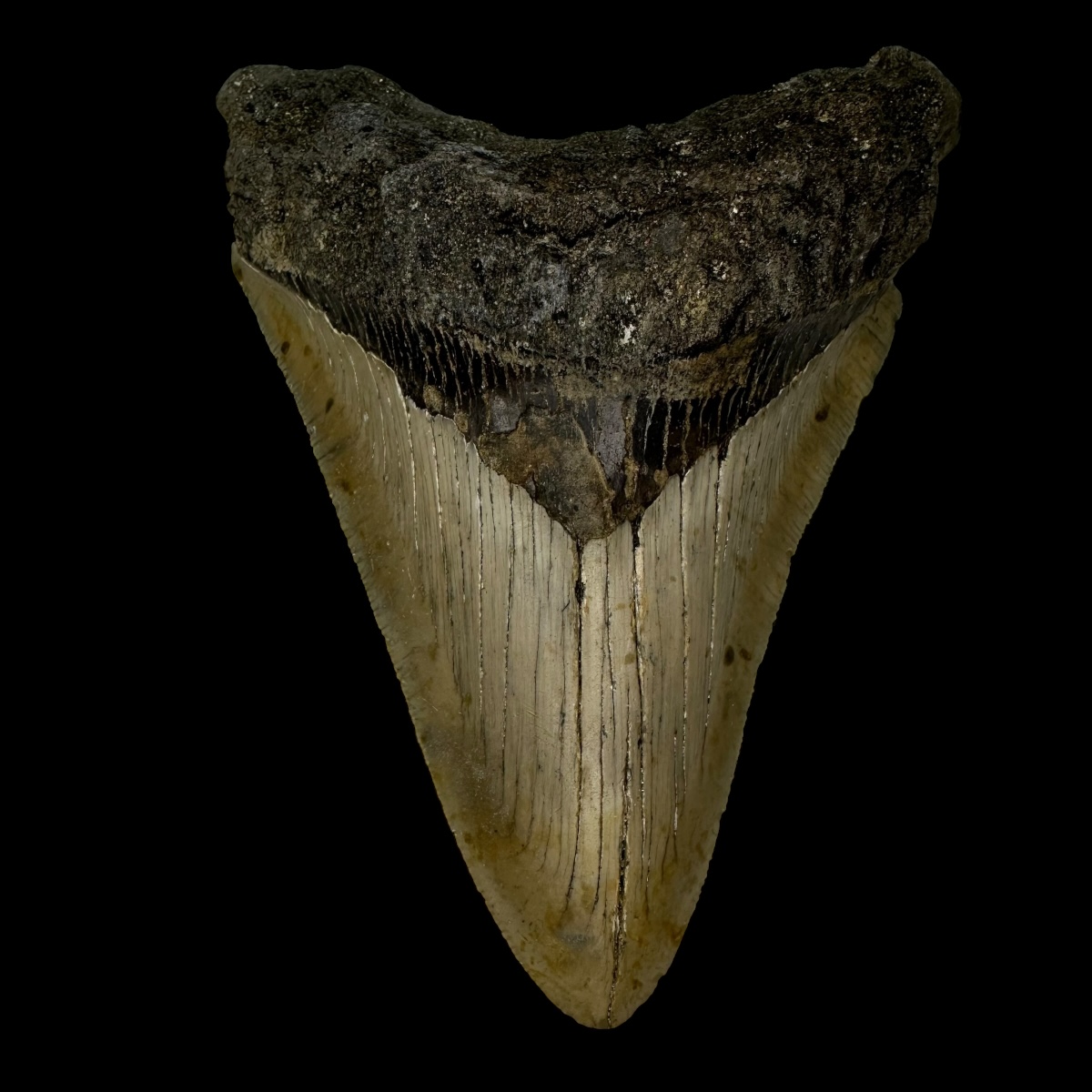 5.19" Megalodon Tooth Fossil