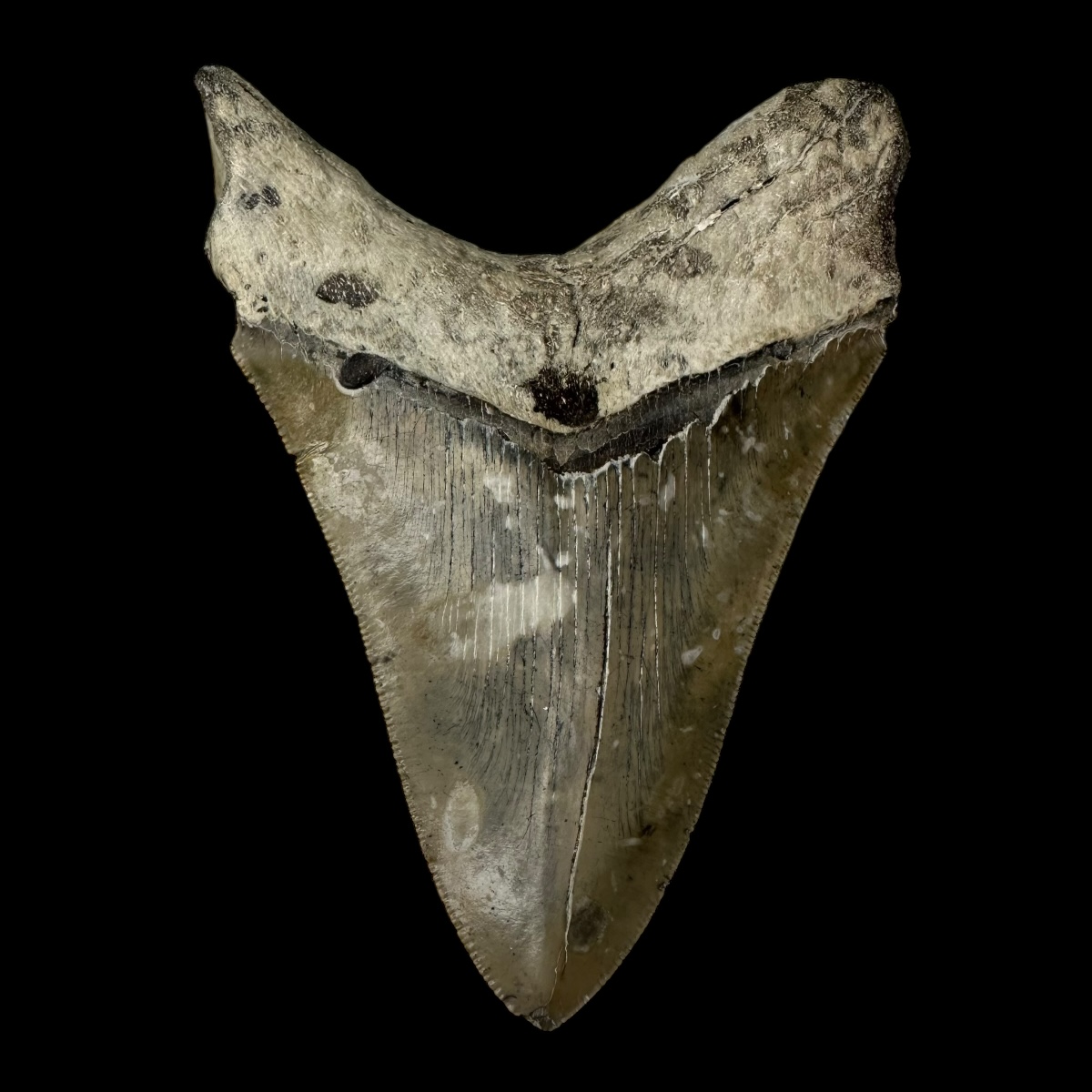4.79" Serrated Megalodon Tooth Fossil - Image 2