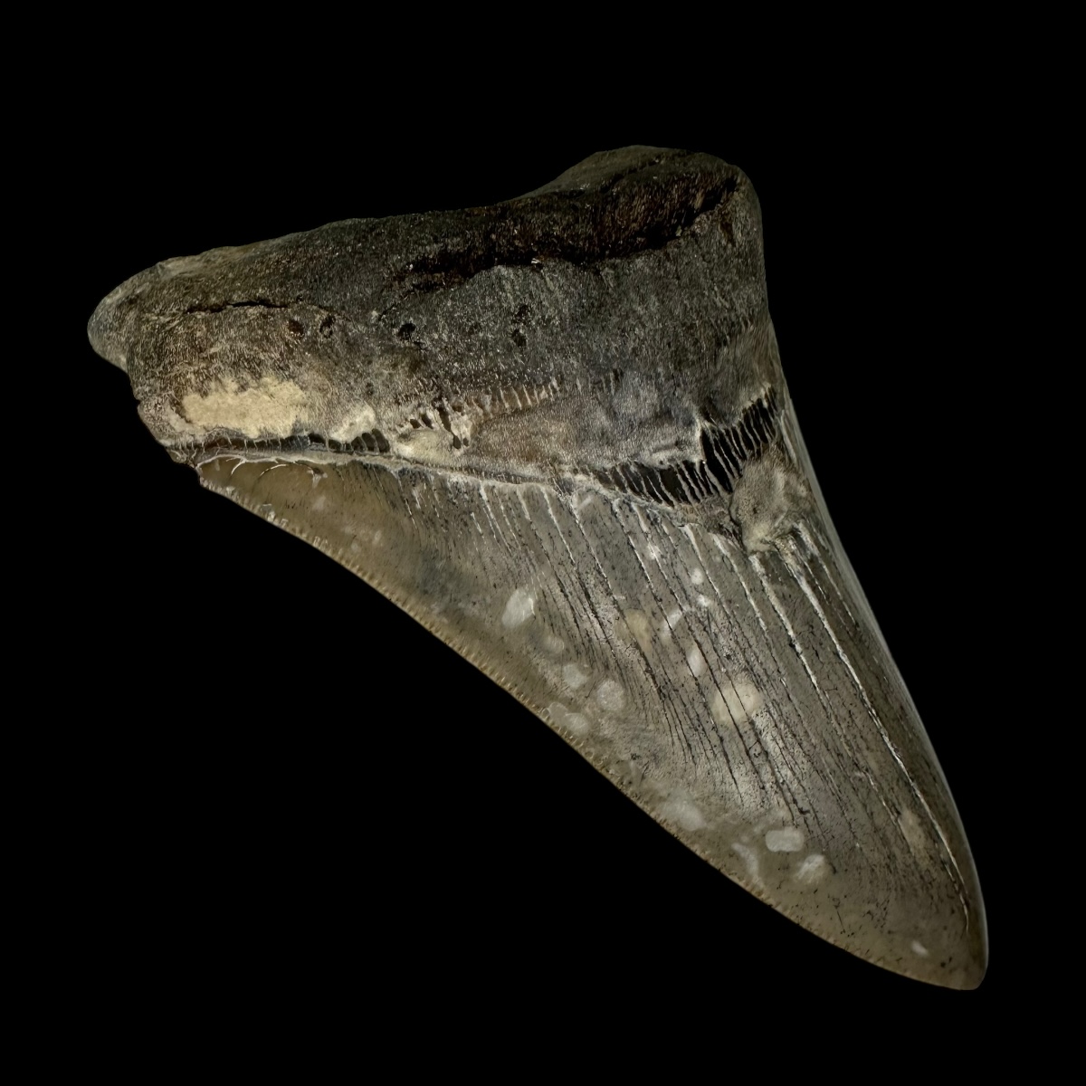 4.79" Serrated Megalodon Tooth Fossil - Image 4