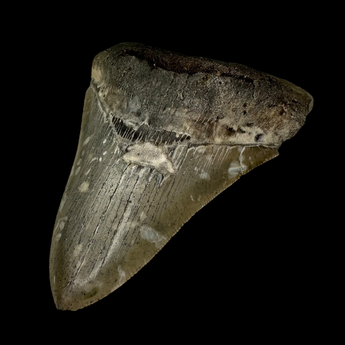 4.79" Serrated Megalodon Tooth Fossil - Image 3