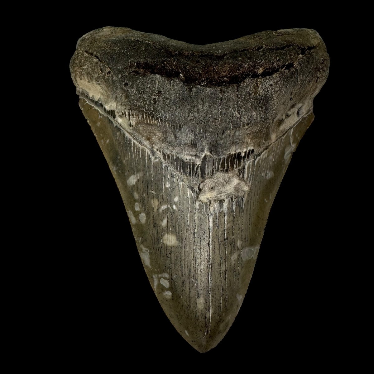 4.79" Serrated Megalodon Tooth Fossil