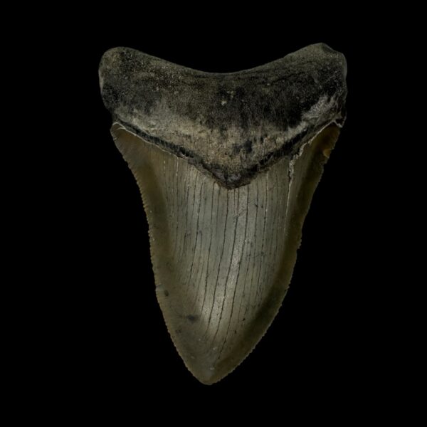 3.62" Serrated Megalodon Tooth Fossil