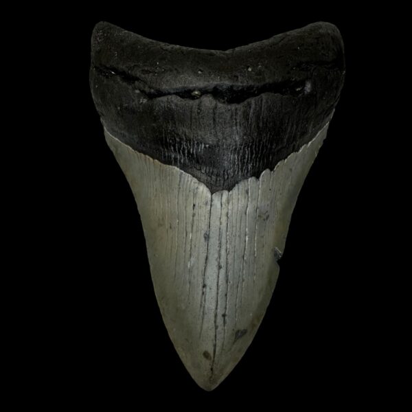4.70" Megalodon Tooth Fossil