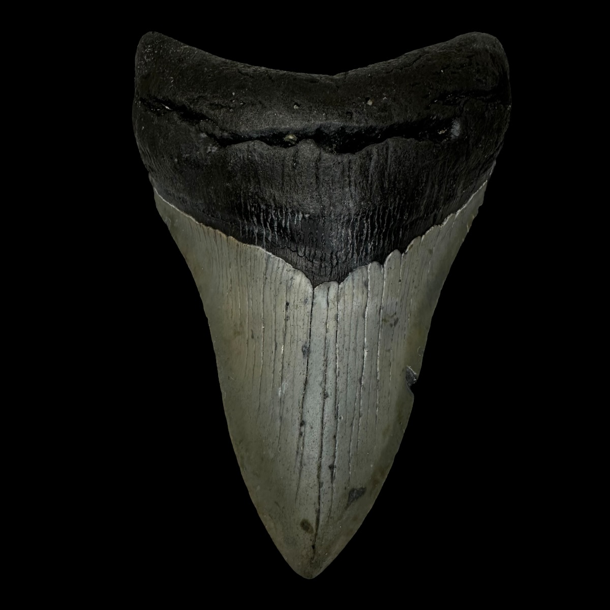 4.70" Megalodon Tooth Fossil